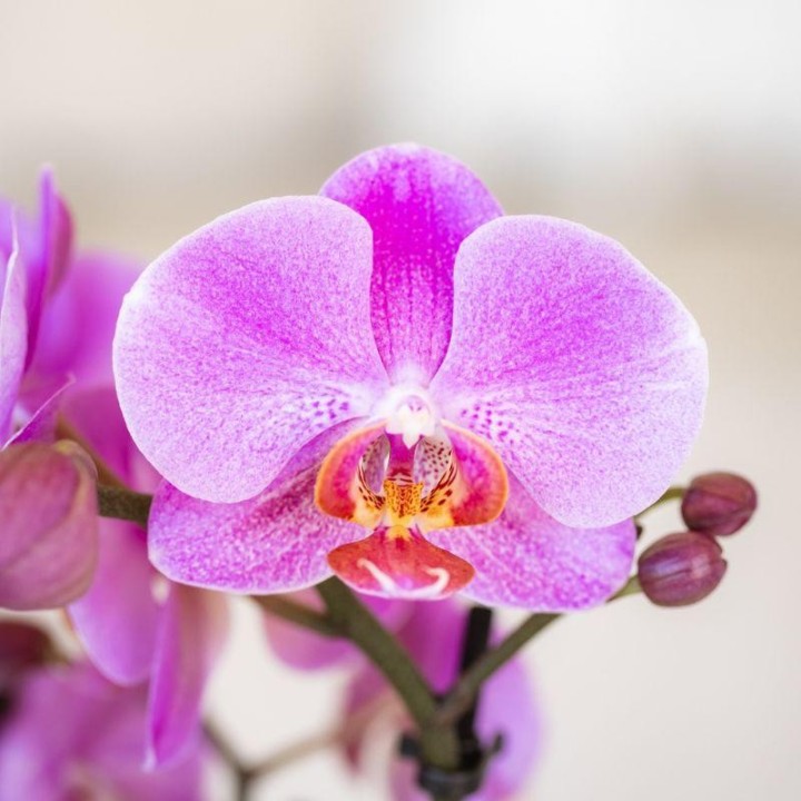 Orchidées grandes fleurs rose Taille du pot Ø9Cm.