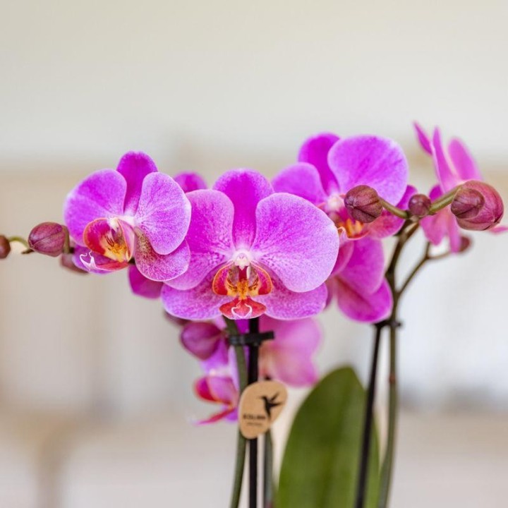 Orchidées grandes fleurs rose Taille du pot Ø9Cm.