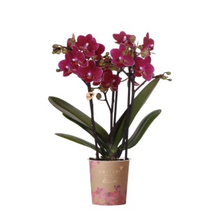 Phalaenopsis Pourpre/Burgundy (taille du pot Ø9 cm)
