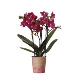 Phalaenopsis Pourpre/Burgundy (taille du pot Ø9 cm)