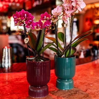 Phalaenopsis Pourpre/Burgundy (taille du pot Ø9 cm)
