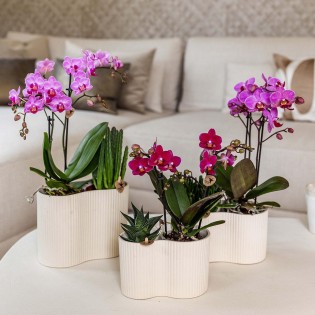 Phalaenopsis Pourpre/Burgundy (taille du pot Ø9 cm)