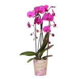 Kolibri orchidées pourpre Phalaenopsis taille du pot d'orchidée Ø12Cm.