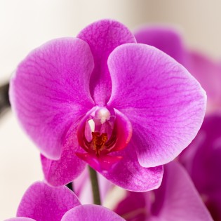 Kolibri orchidées pourpre Phalaenopsis taille du pot d'orchidée Ø12Cm.
