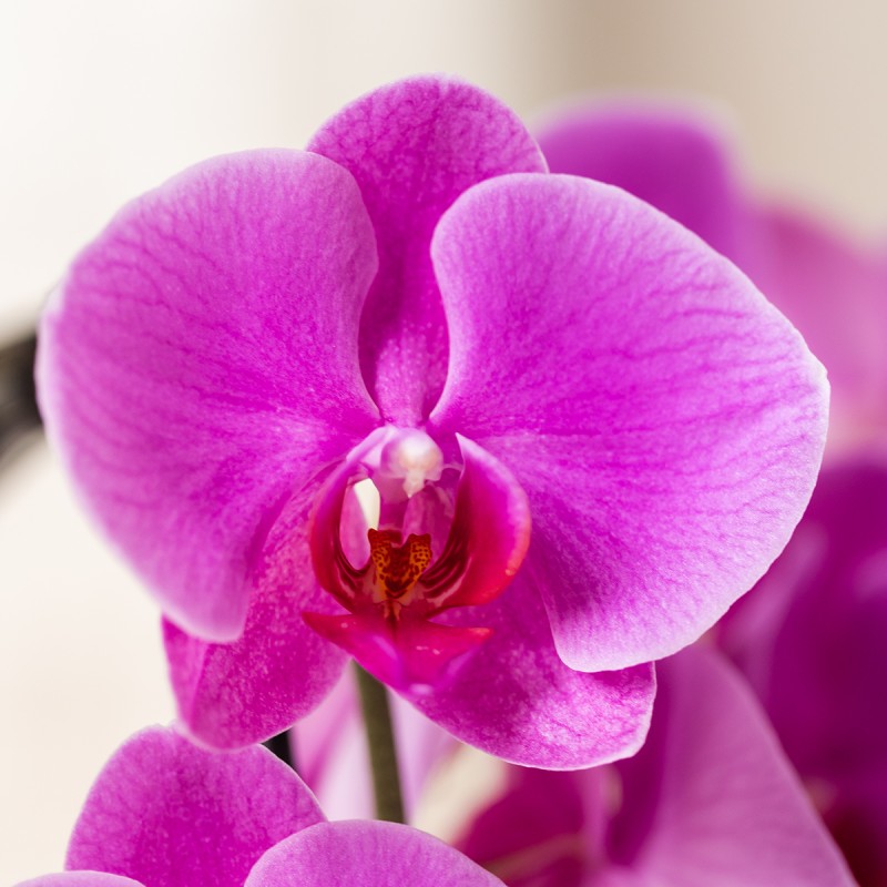 Kolibri orchidées pourpre Phalaenopsis taille du pot d'orchidée Ø12Cm.