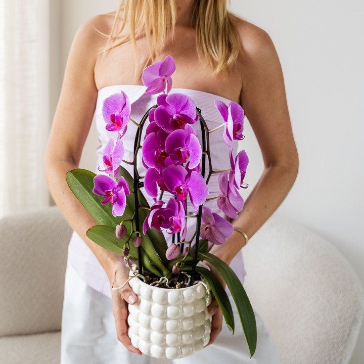 Kolibri orchidées pourpre Phalaenopsis taille du pot d'orchidée Ø12Cm.