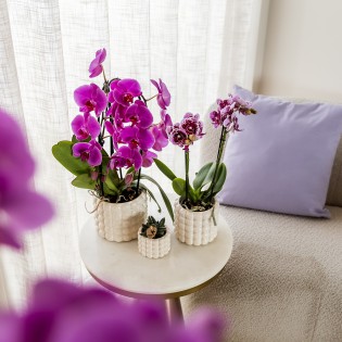 Kolibri orchidées pourpre Phalaenopsis taille du pot d'orchidée Ø12Cm.