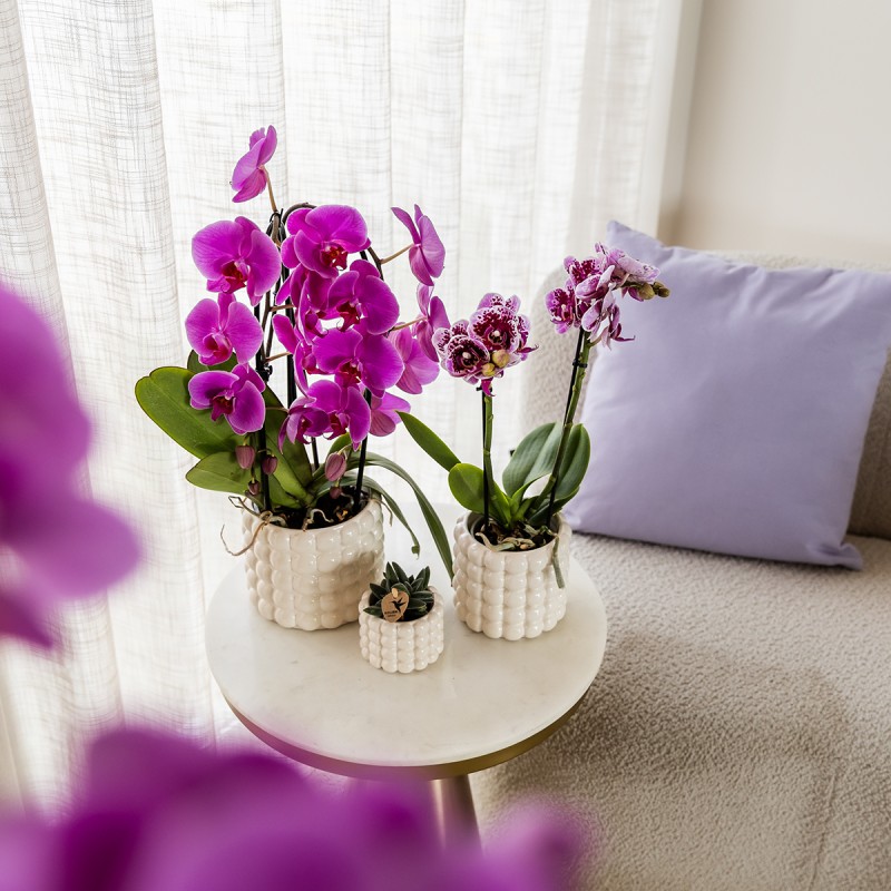 Kolibri orchidées pourpre Phalaenopsis taille du pot d'orchidée Ø12Cm.
