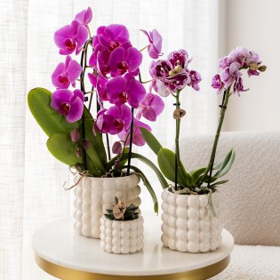 Kolibri orchidées pourpre Phalaenopsis taille du pot d'orchidée Ø12Cm.