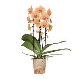 Kolibri Orchidées Orange Phalaenopsis Orchidée Pot Taille Ø12Cm.