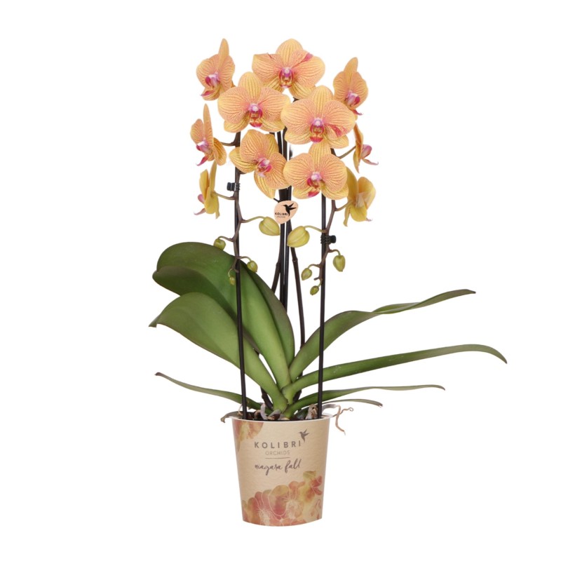 Kolibri Orchidées Orange Phalaenopsis Orchidée Pot Taille Ø12Cm.