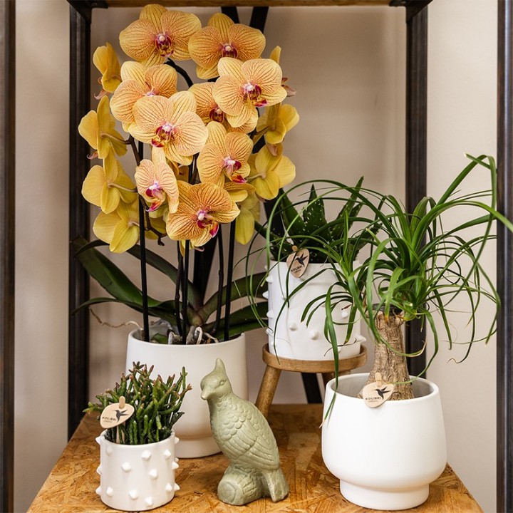 Kolibri Orchidées Orange Phalaenopsis Orchidée Pot Taille Ø12Cm.
