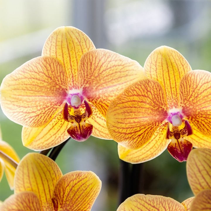 Kolibri Orchidées Orange Phalaenopsis Orchidée Pot Taille Ø12Cm.
