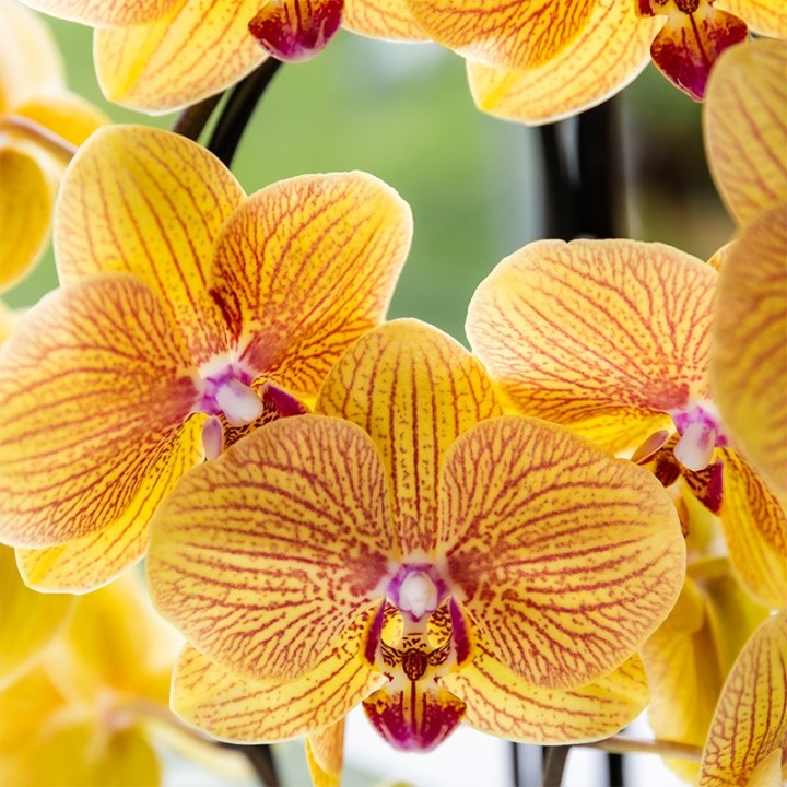 Kolibri Orchidées Orange Phalaenopsis Orchidée Pot Taille Ø12Cm.