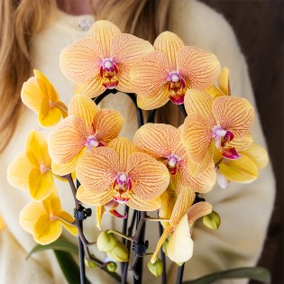 Kolibri Orchidées Orange Phalaenopsis Orchidée Pot Taille Ø12Cm.