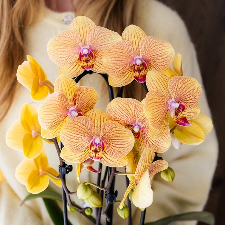 Kolibri Orchidées Orange Phalaenopsis Orchidée Pot Taille Ø12Cm.