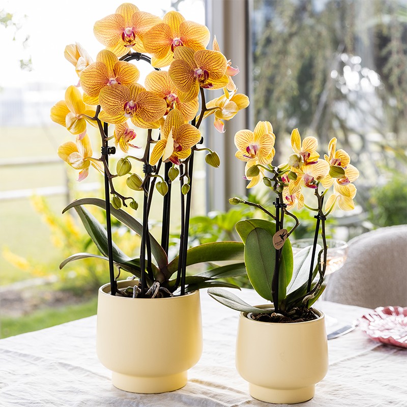 Kolibri Orchidées Orange Phalaenopsis Orchidée Pot Taille Ø12Cm.
