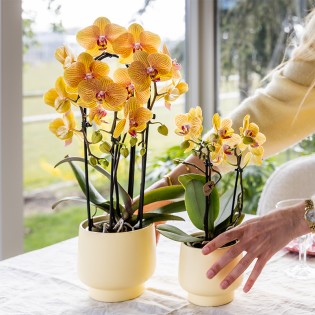 Kolibri Orchidées Orange Phalaenopsis Orchidée Pot Taille Ø12Cm.