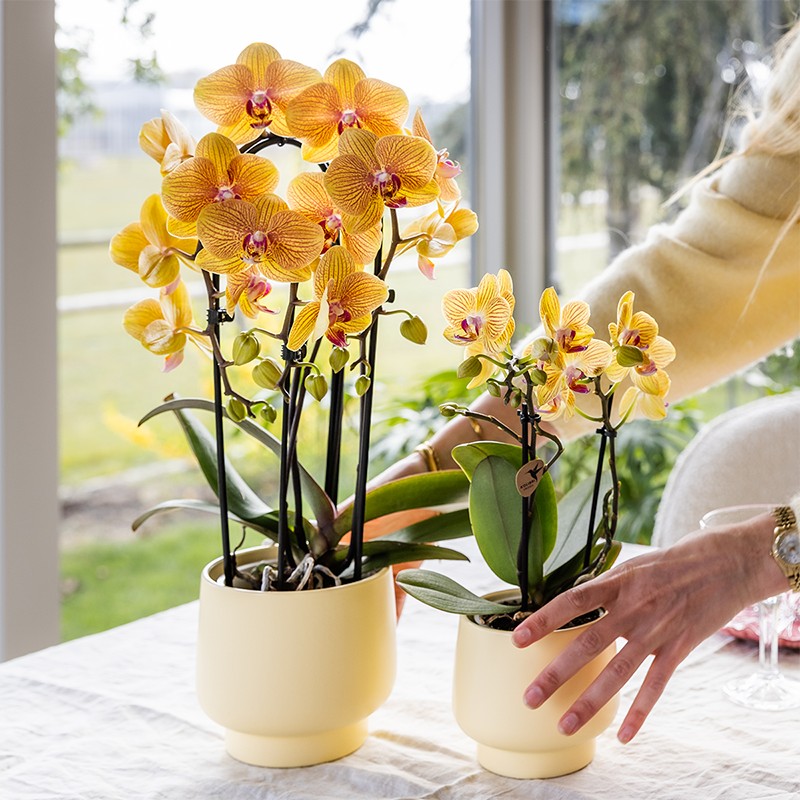 Kolibri Orchidées Orange Phalaenopsis Orchidée Pot Taille Ø12Cm.