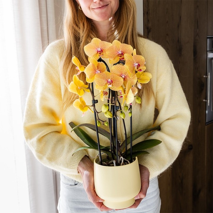 Kolibri Orchidées Orange Phalaenopsis Orchidée Pot Taille Ø12Cm.