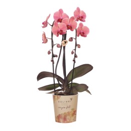 Kolibri orchidées couleur saumon Taille du pot Ø12Cm.