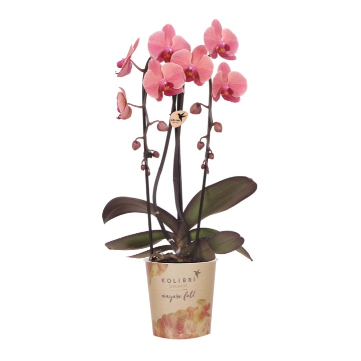 Kolibri orchidées couleur saumon Taille du pot Ø12Cm.