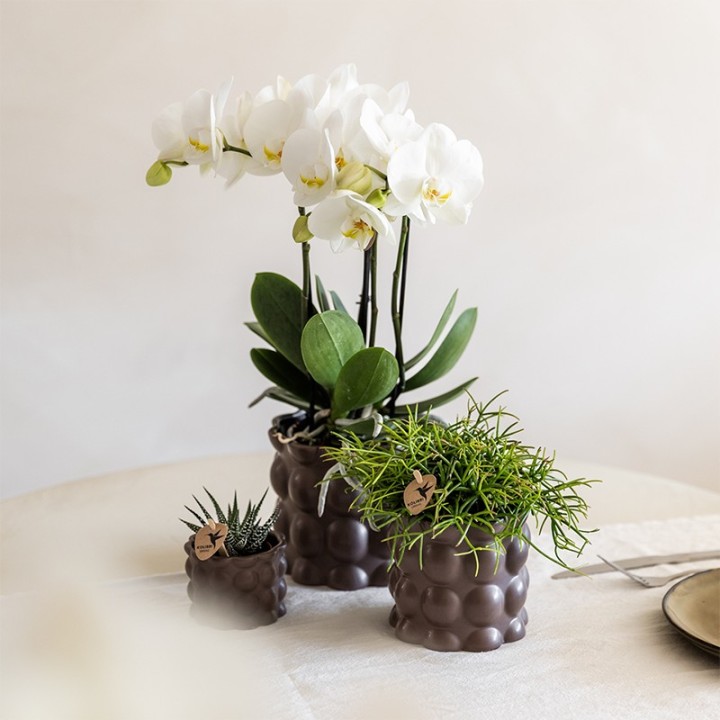 Kolibri Orchids | Plant Set Cotton Brown | Green Plants With White Phalaenopsis Orchid Ghent In Ceramic Decorative Pots