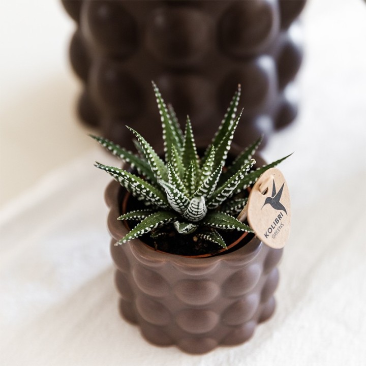 Kolibri Orchids | Plant Set Cotton Brown | Green Plants With White Phalaenopsis Orchid Ghent In Ceramic Decorative Pots
