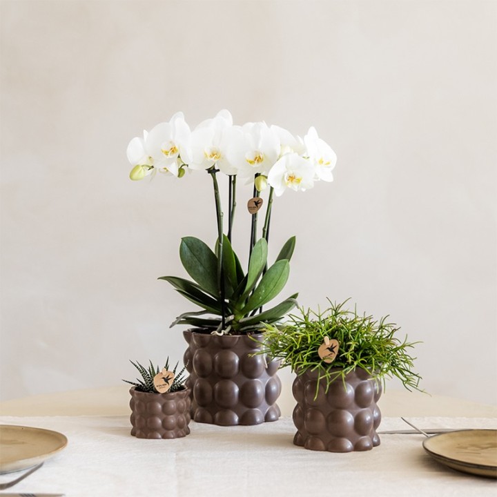 Kolibri Orchids | Plant Set Cotton Brown | Green Plants With White Phalaenopsis Orchid Ghent In Ceramic Decorative Pots