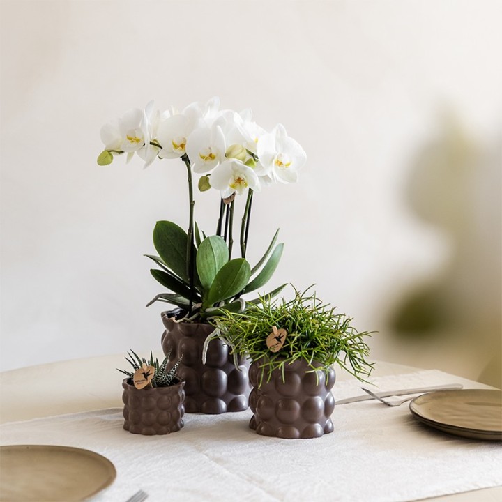 Kolibri Orchids | Plant Set Cotton Brown | Green Plants With White Phalaenopsis Orchid Ghent In Ceramic Decorative Pots
