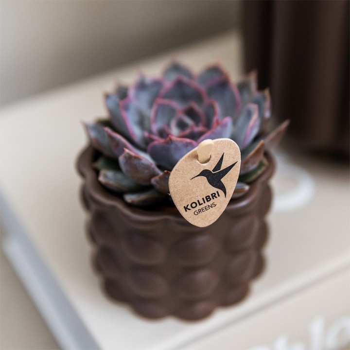 Kolibri Orchids | Plant Set Cotton Brown | Green Plants With White Phalaenopsis Orchid Ghent In Ceramic Decorative Pots