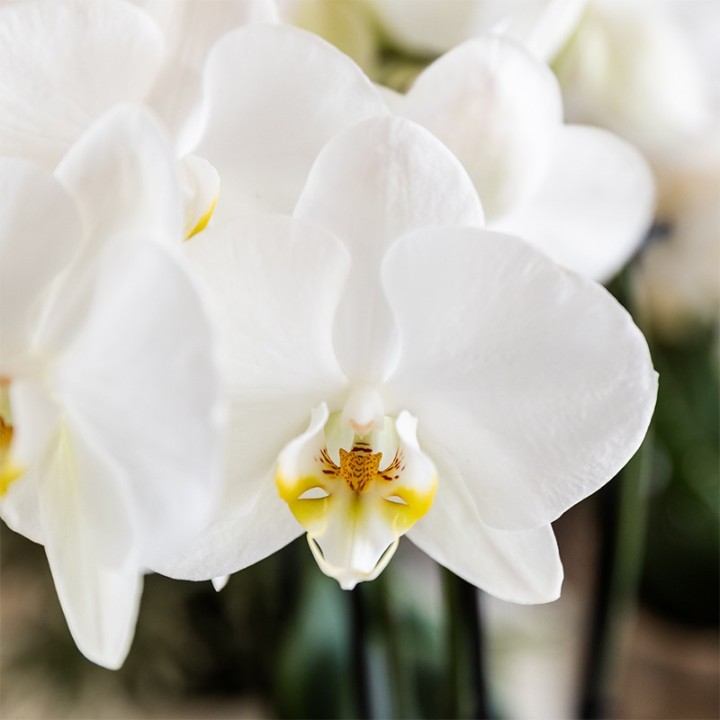 Kolibri Orchids | Plant Set Cotton Brown | Green Plants With White Phalaenopsis Orchid Ghent In Ceramic Decorative Pots