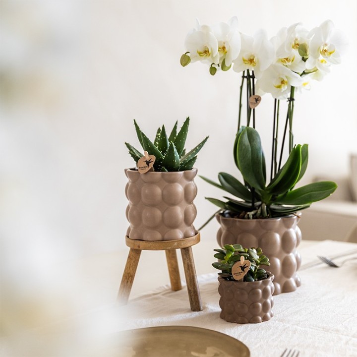 Kolibri Orchids | Plant Set Cotton Sand | Green Plants With White Phalaenopsis Orchid Ghent In Ceramic Decorative Pots