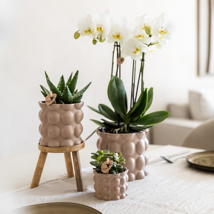Kolibri Orchids | Plant Set Cotton Sand | Green Plants With White Phalaenopsis Orchid Ghent In Ceramic Decorative Pots