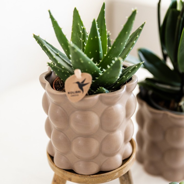Kolibri Orchids | Plant Set Cotton Sand | Green Plants With White Phalaenopsis Orchid Ghent In Ceramic Decorative Pots