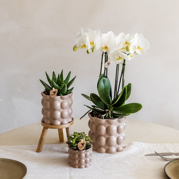 Kolibri Orchids | Plant Set Cotton Sand | Green Plants With White Phalaenopsis Orchid Ghent In Ceramic Decorative Pots