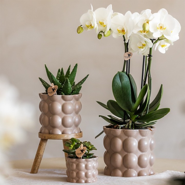 Kolibri Orchids | Plant Set Cotton Sand | Green Plants With White Phalaenopsis Orchid Ghent In Ceramic Decorative Pots