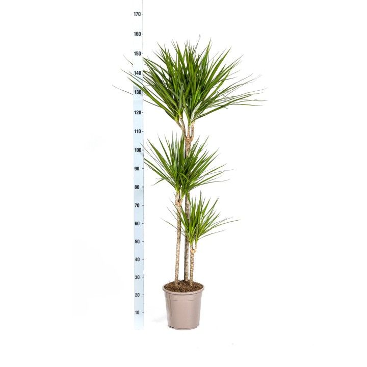 Dracaena Marginata Green With Basket Ø24Cm - ↕130 - 150Cm