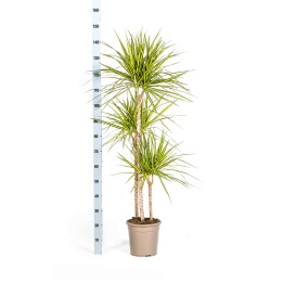 Dracaena Marginata Sunray With Basket Ø24Cm - ↕130 - 150Cm