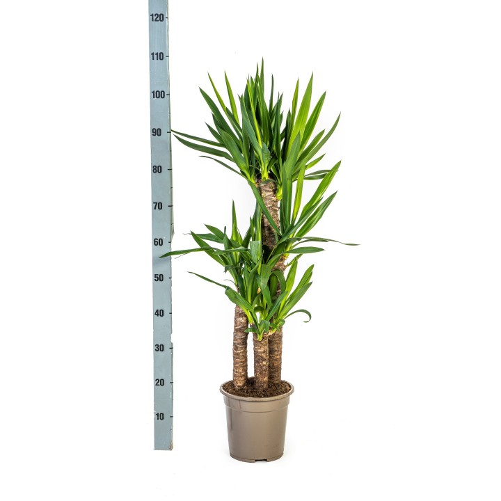 Yucca Elephantipes With Basket Ø21Cm - ↕90 - 110Cm