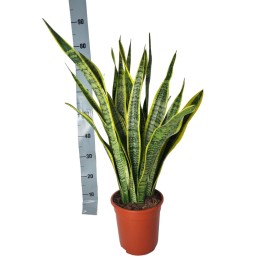 Sansevieria Laurentie - 90Cm