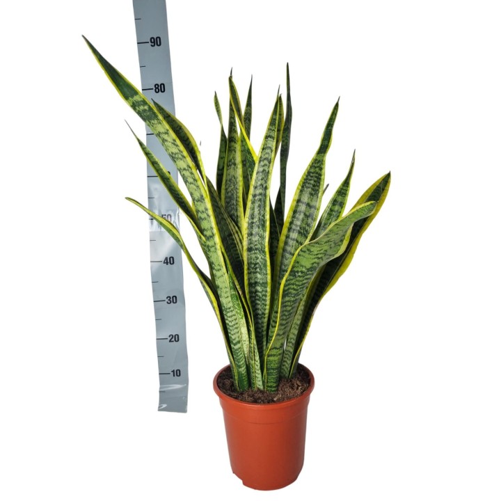 Sansevieria Laurentie - 90Cm