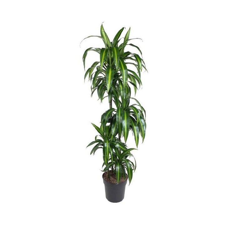 Dracaena Hawaiian Sunshine - 150Cm