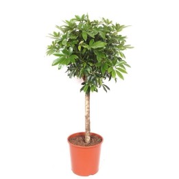 Schefflera  Op Stam - 150 Cm
