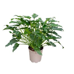 Philodendron Xanadu - 60Cm