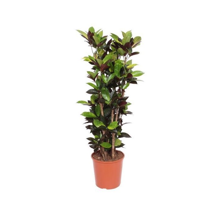 Codiaum Iceton - 140Cm