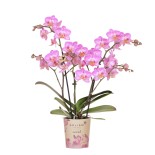 Phalaenopsis rose aux nervures blanches (taille du pot Ø9 cm)