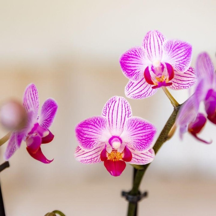 Phalaenopsis rose aux nervures blanches (taille du pot Ø9 cm)