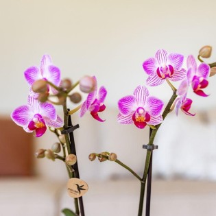 Phalaenopsis rose aux nervures blanches (taille du pot Ø9 cm)