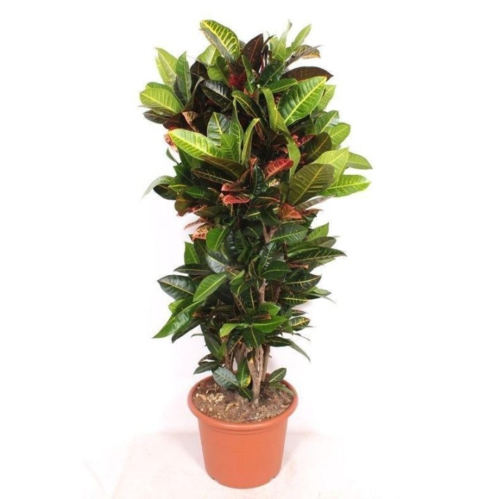 Codiaeum Petra - 180Cm
